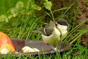 Cute parus major in a garden