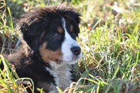 bernese mountain dog on a rural field