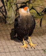 Caracara Bird