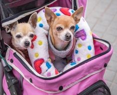 domestic Small Chihuahuas dogs in a carriage