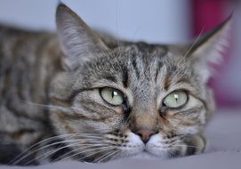 cat with sad eyes