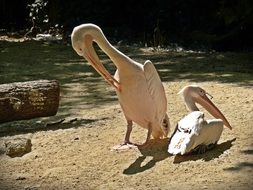 pelicans by the river