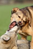 Fight of the dogs