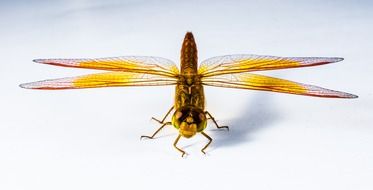 dragonfly on the white background