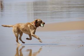 Dog With Ball Runs on wet beach