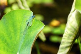 charming green insect