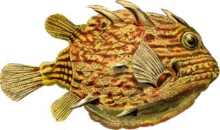 painted an unusual fish
