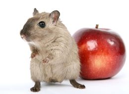 cute hamster and red apple