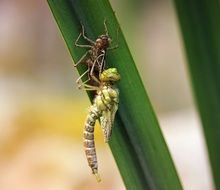 Dragonflies on a reed