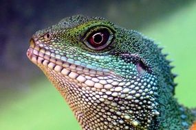 Chinese Water Dragon Head portrait