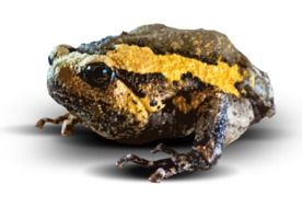 toad or frog
