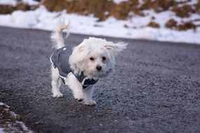 White dog puppy