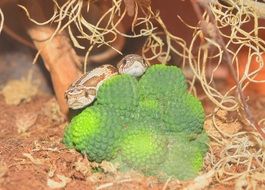 slightly toxic snake heterodon nasicus