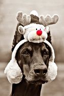 Doberman with fur Christmas headphones