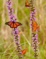 orange butterflies on purple flowers