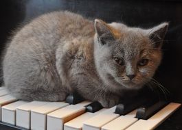 domestic gray cat on the piano