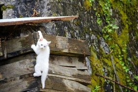 white cat like a climber