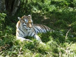 Tiger Animal Predator Cat