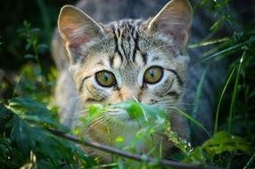 young cat with beautiful eyes among the plants in nature