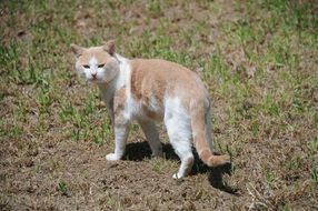 Ginger and white cat walking Outdoor