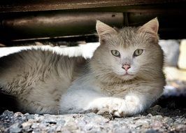 White cat resting