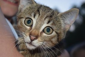 Face of young cat with big Eyes