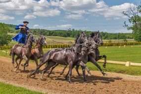 horses for performances