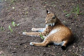 lynx lies on the ground