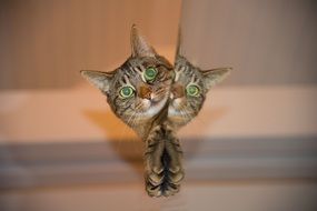 Cat Mirror