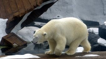 Polar Bear in the zoo