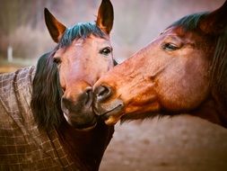 portrait of two horses