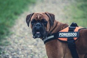 brown boxer in a vest in a park