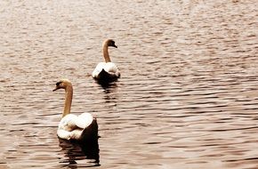 black and white photo of two swans on a lake