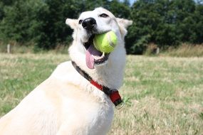 Dog with green Ball