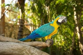 exotic parrot with colourful plumage