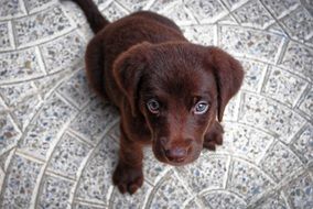 brown pretty Puppy Dog