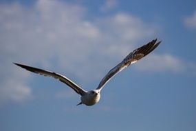 Birds Ocean seagull