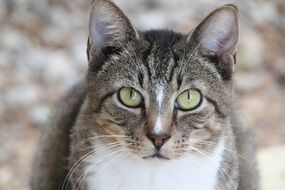 cute Domestic tabby Kitty looking close-up