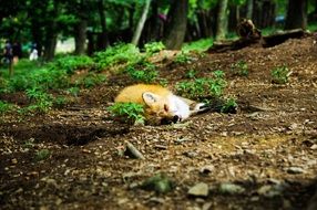 fox sleeping on the ground in the forest