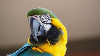 colorful macaw in wildlife close-up on blurred background