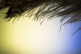 airy Strauss bird feather close