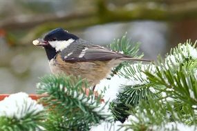 coal tit on the snowy firtree