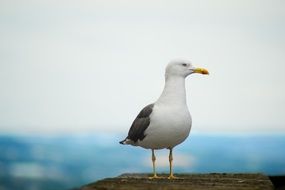 Gull Fowl