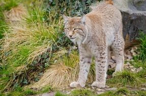 carnivorous lynx in wildlife