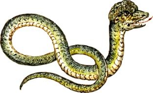 painted dangerous snake