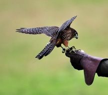 falconry, new zealand falcon on glove