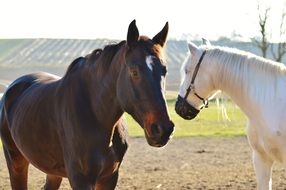 pair of white and brown horses on a farm on a sunny day