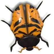 Orange and white ladybug Animal Insect