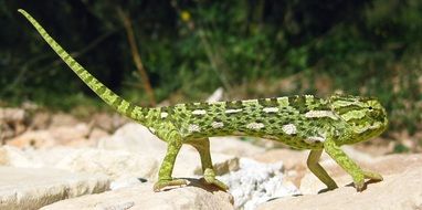 green chameleon on the shore of the Mediterranean Sea