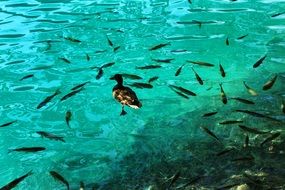 Duck And Fishes swim in a clear water